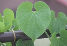 क्या है गिलोय के फायदे, जानिए इसका सेवन किसे नहीं करना चाहिए