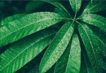 डायबिटीज में लाभकारी आम के पत्ते