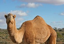 विश्व ऊँट दिवस – विद्यावाचस्पति डॉक्टर अरविन्द प्रेमचंद जैन भोपाल