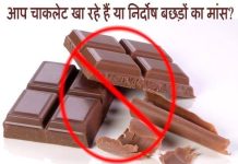 आप चाकलेट खा रहे हैं या निर्दोष बछड़ों का मांस? – विद्यावाचस्पति डॉक्टर अरविन्द प्रेमचंदजैन भोपाल