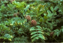 अस्थमा कष्टकारी रोग —– विद्यावाचस्पति डॉक्टर अरविन्द प्रेमचंद जैन भोपाल