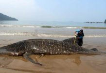 अंतर्राष्ट्रीय व्हेल शार्क दिवस