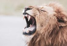 वर्ल्ड लायन डे – विद्यावाचस्पति डॉक्टर अरविन्द प्रेमचंद जैन भोपाल