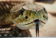 अंतर्राष्ट्रीय सर्पदंश जागरूकता दिवस