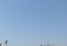 खंडेलवाल सरावगी समाज जिला बूंदी गंगवाल परिवार होली उत्सव मना कर क्रिकेट स्वर्ण पदक जीतने पर बधाई दी