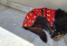 वंदनिय आर्यिका मां पुर्णमति के साथ चला श्वान राजेश जैन दद्दू इंदौर